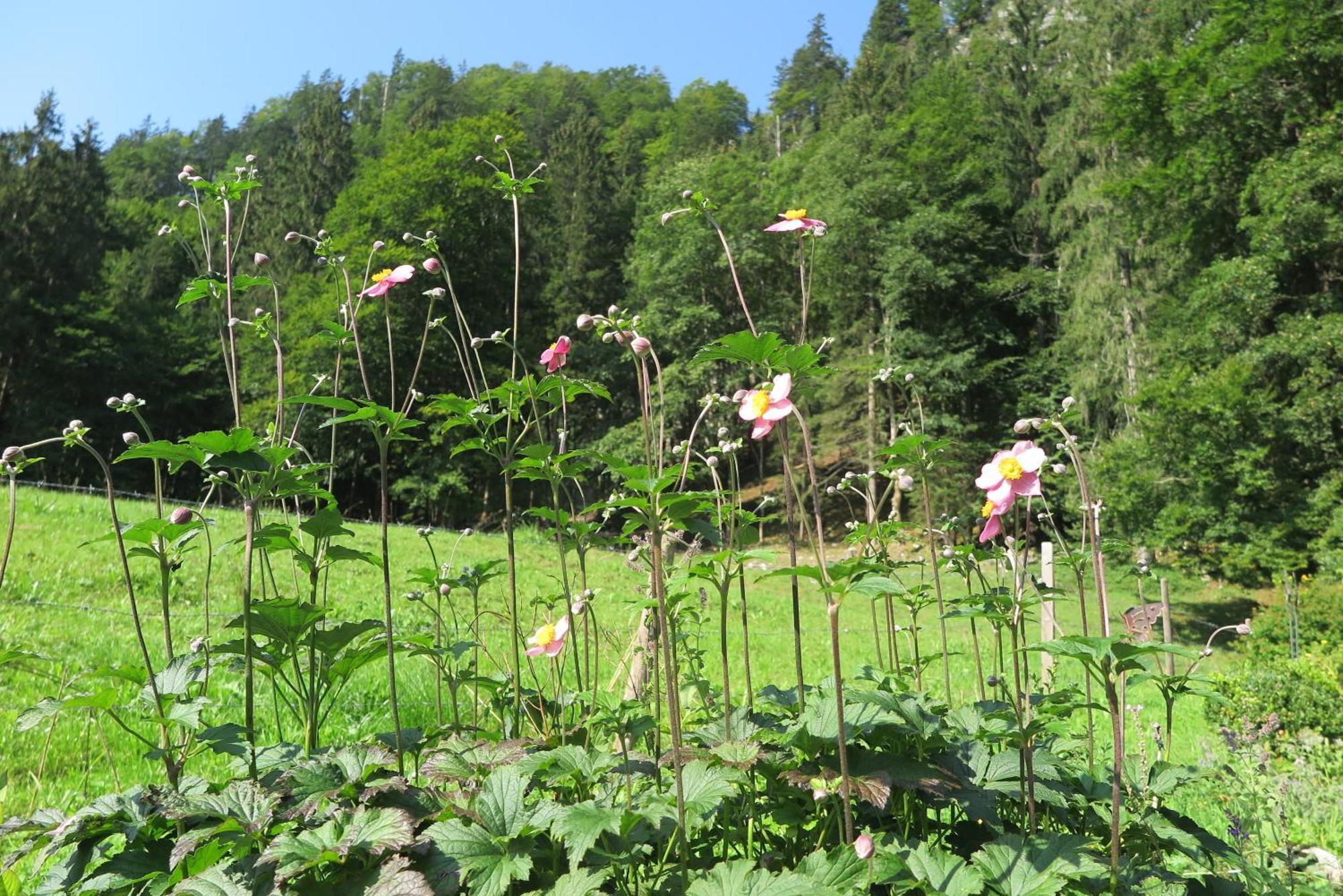 Ferienwohnungen Haus Waldwinkel Aschau im Chiemgau Ngoại thất bức ảnh