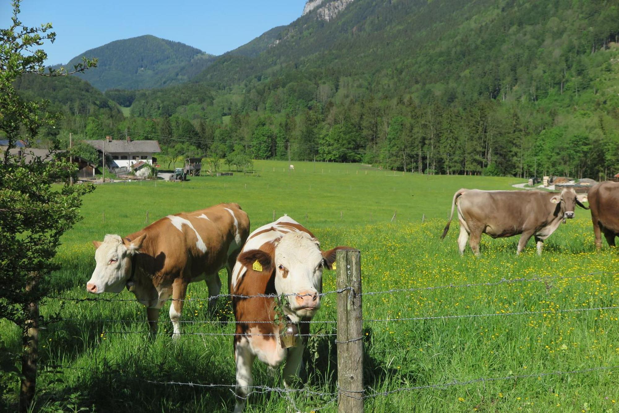 Ferienwohnungen Haus Waldwinkel Aschau im Chiemgau Ngoại thất bức ảnh